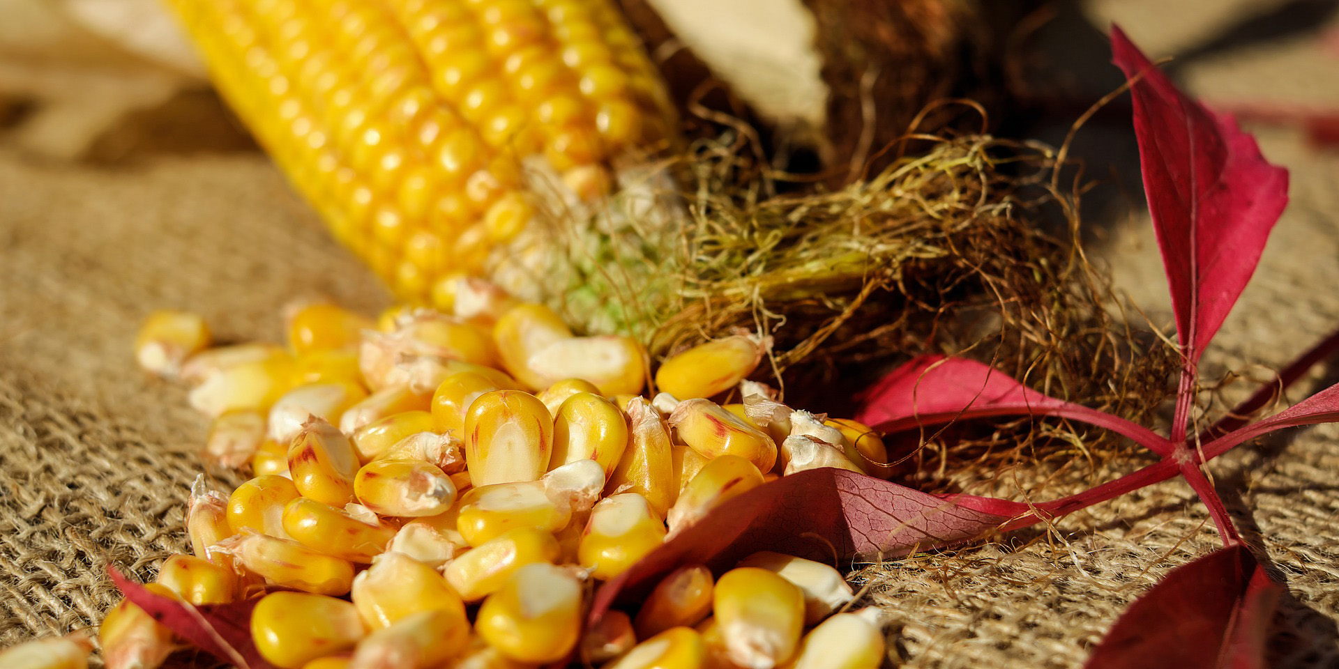 Producción de maíz va a caer 20% por falta de fertilizantes, asegura Anpec | El Imparcial de Oaxaca
