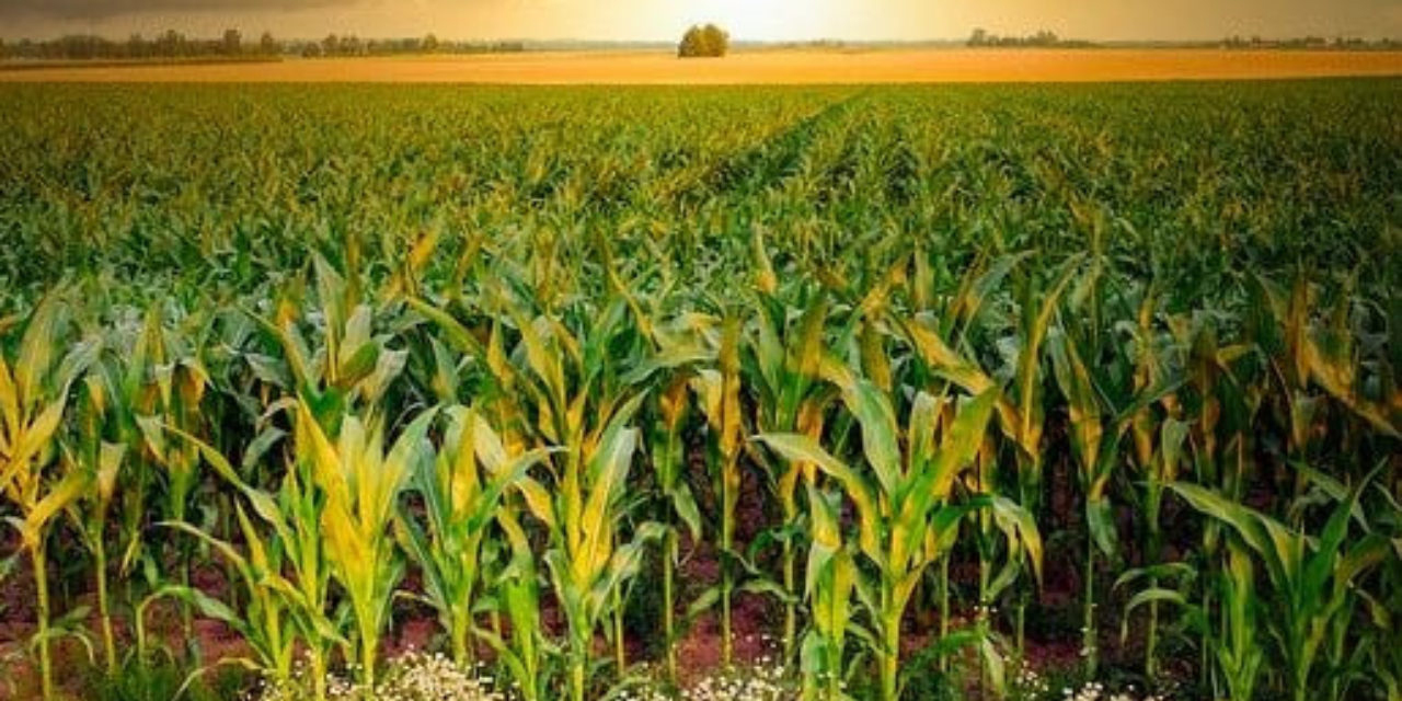 Peligran cultivos de maíz por falta de fertilizantes | El Imparcial de Oaxaca