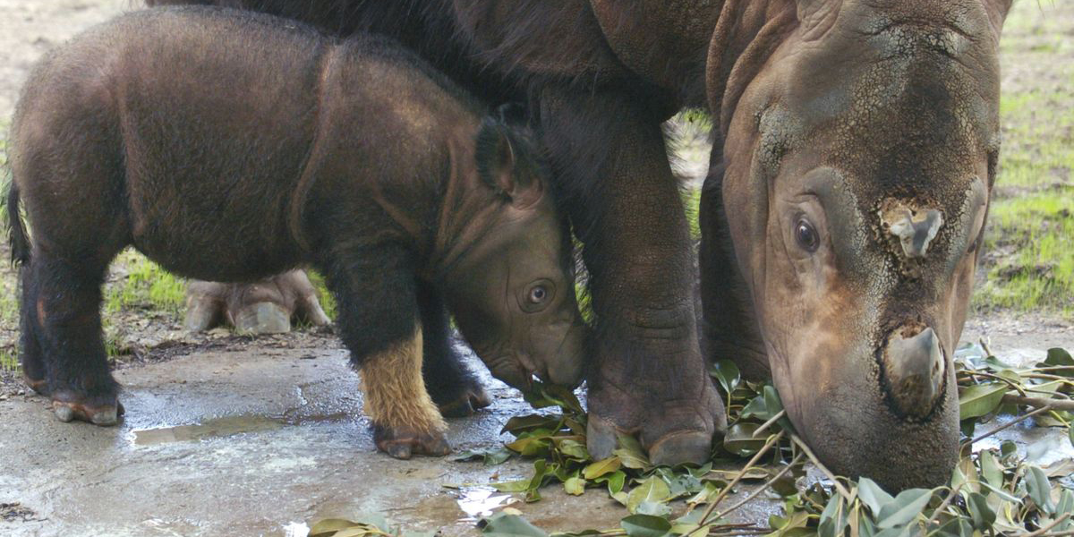 Rinoceronte en peligro de extinción da esperanza con nacimiento de cría | El Imparcial de Oaxaca