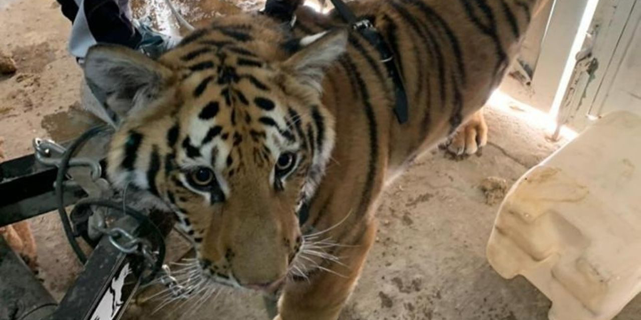 Elementos de Profepa rescatan a tigre hacinado en vivienda de Chimalhuacán | El Imparcial de Oaxaca