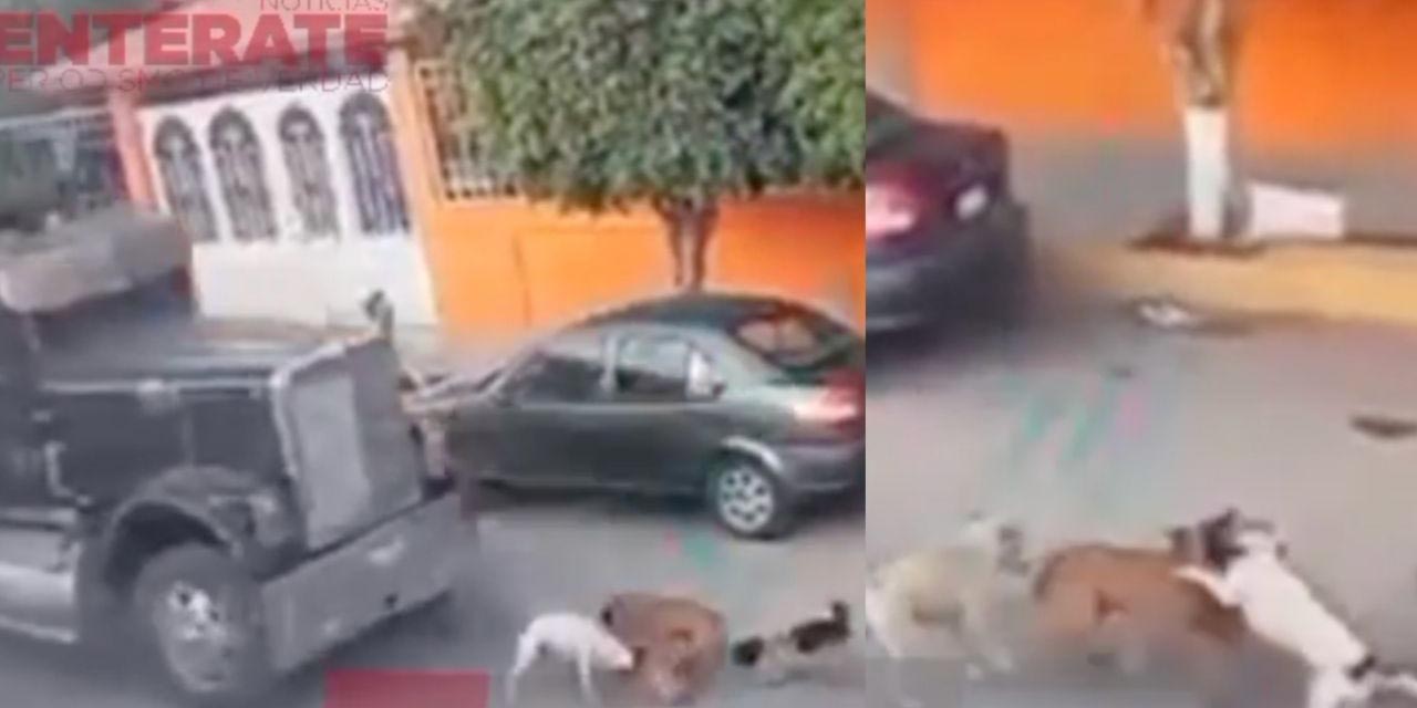 ¡Indignante! Un tráiler aplasta con alevosía a una manada de perros | El Imparcial de Oaxaca