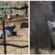 Piden salvar animales del Zoológico de Ucrania que fue bombardeado y ya no tiene empleados