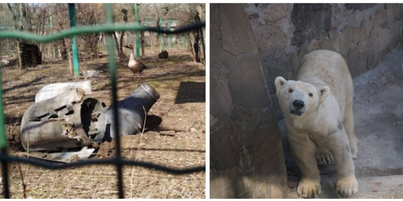 Piden salvar animales del Zoológico de Ucrania que fue bombardeado y ya no tiene empleados | El Imparcial de Oaxaca