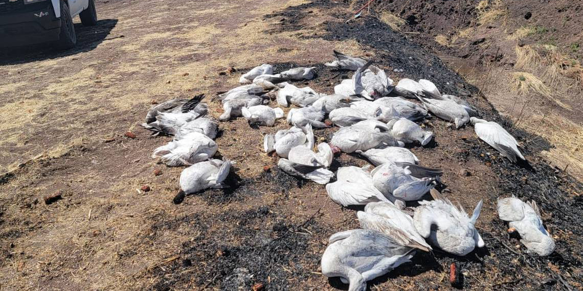 Encuentran 50 gansos muertos que migraban a Chihuahua | El Imparcial de Oaxaca