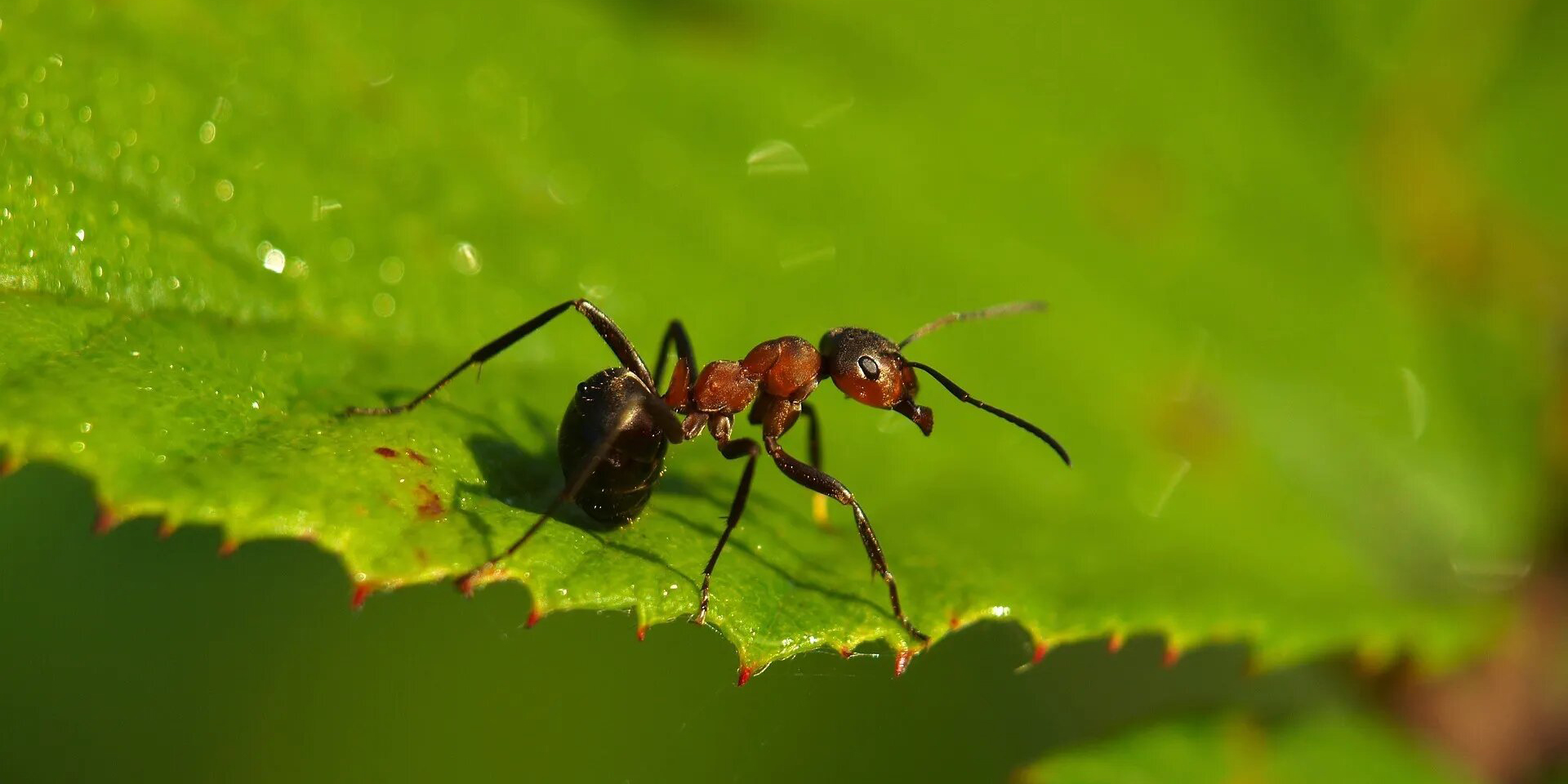 Productos que tenemos en casa y te ayudarán a eliminar las hormigas de tu jardín | El Imparcial de Oaxaca