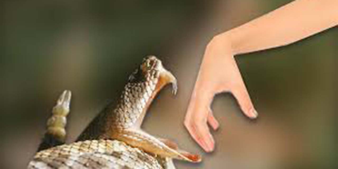 Ocupa Oaxaca primer lugar en mordeduras por serpiente