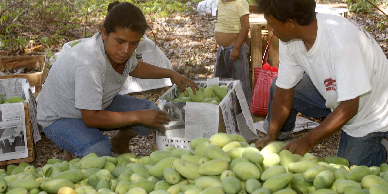 Baja mil tons producción de mango en Oaxaca | El Imparcial de Oaxaca