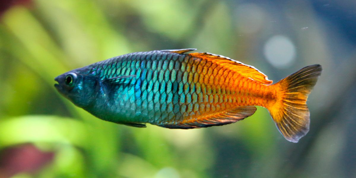 ¿Un pez arcoíris? Conoce la sorprende especie que fue descubierta en Las Maldivas | El Imparcial de Oaxaca