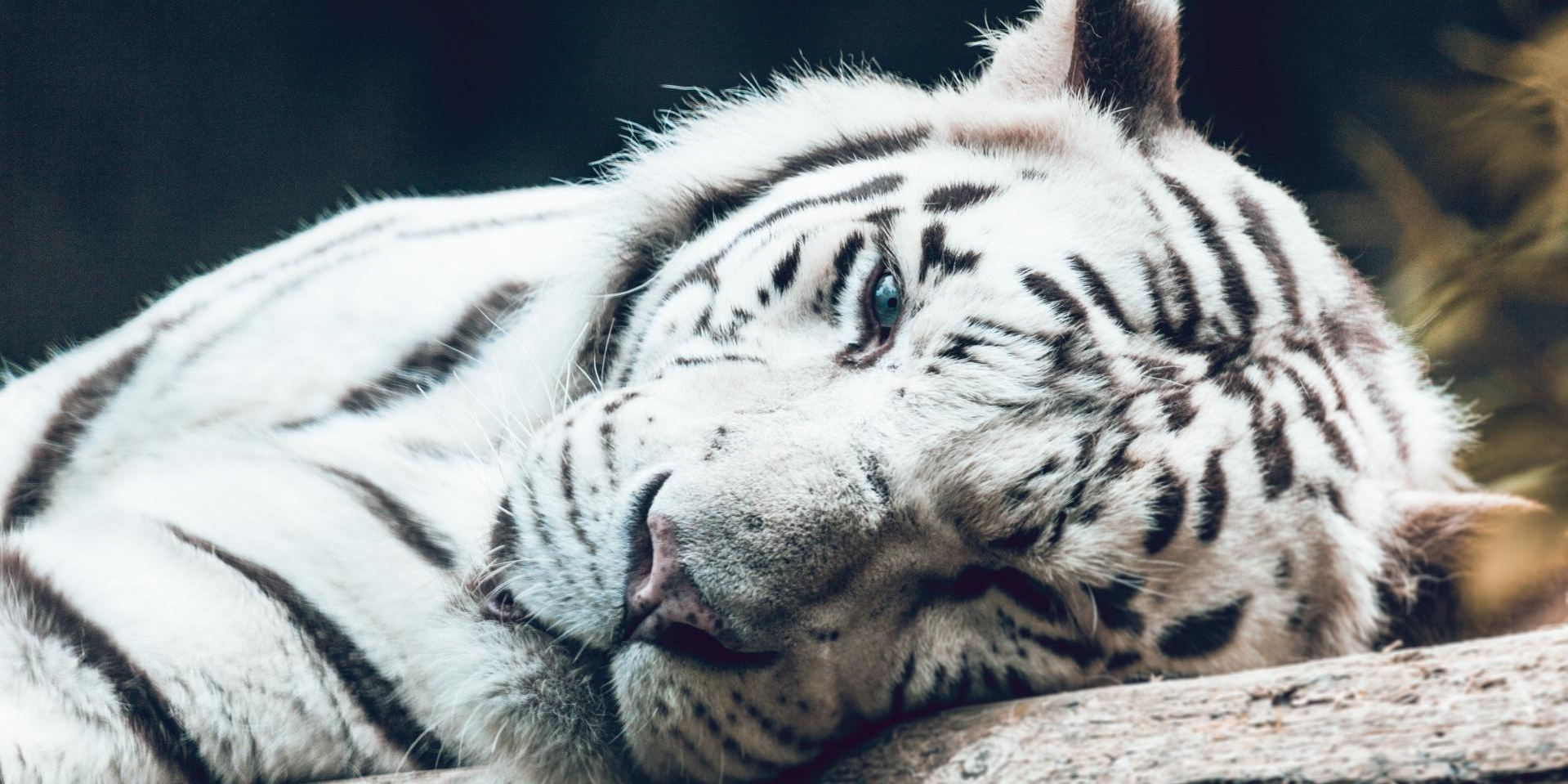 Matan a tigre blanco que merodeaba en calles; Profepa investiga su procedencia | El Imparcial de Oaxaca
