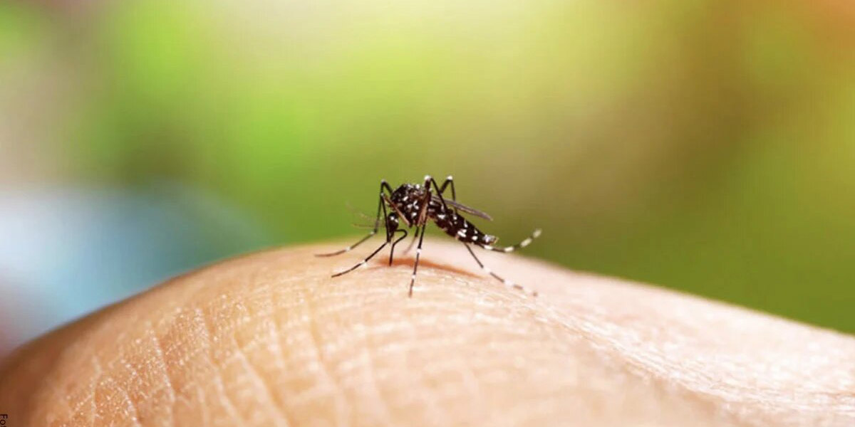 Liberarán millones de mosquitos genéticamente modificados | El Imparcial de Oaxaca