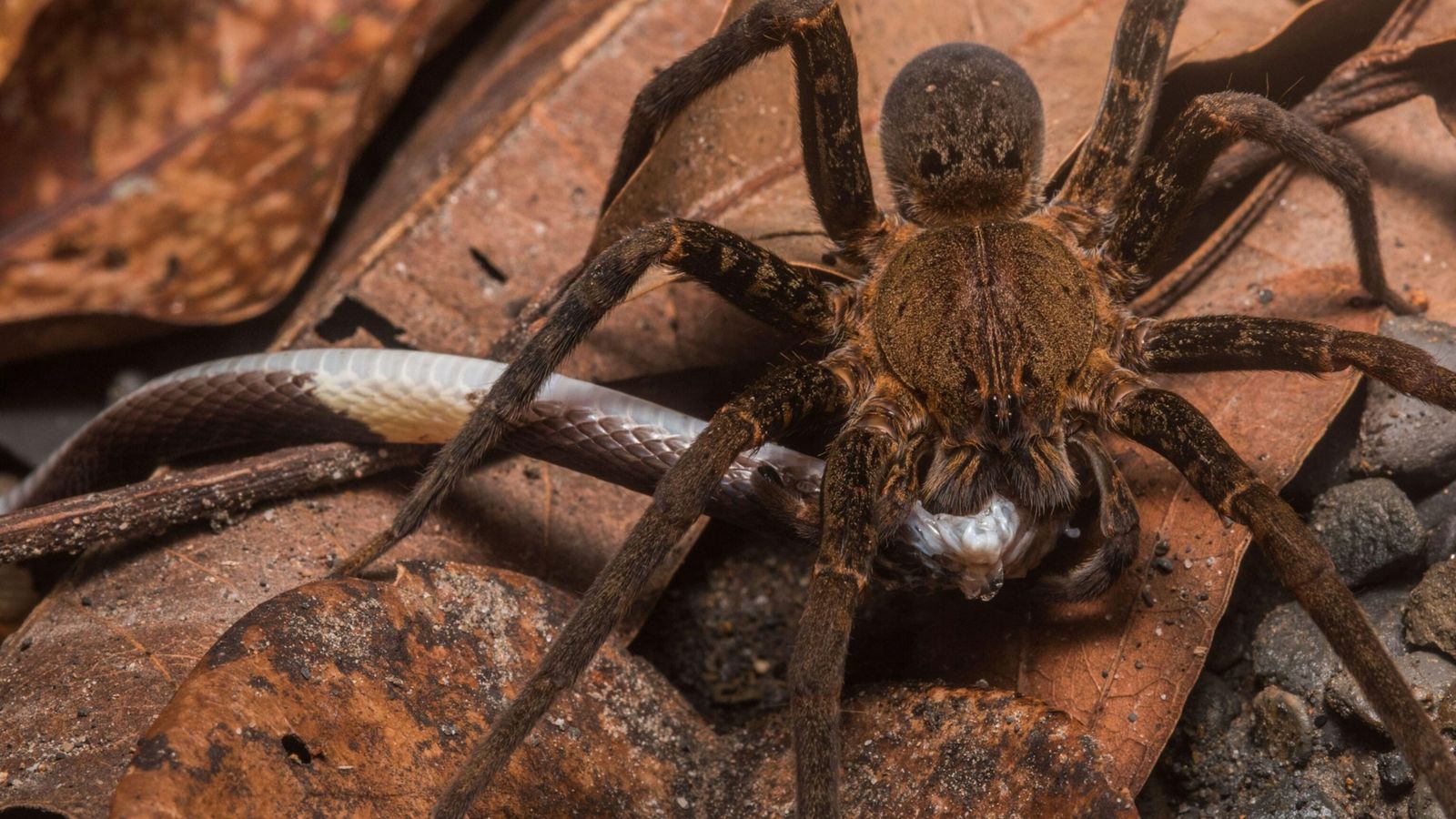 Estas arañas macho saltan para evitar ser devoradas tras el apareamiento | El Imparcial de Oaxaca