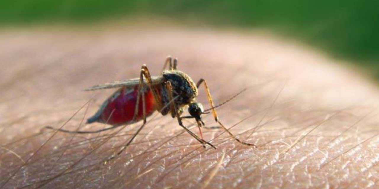 Sin casos de paludismo en Oaxaca desde 2013 | El Imparcial de Oaxaca