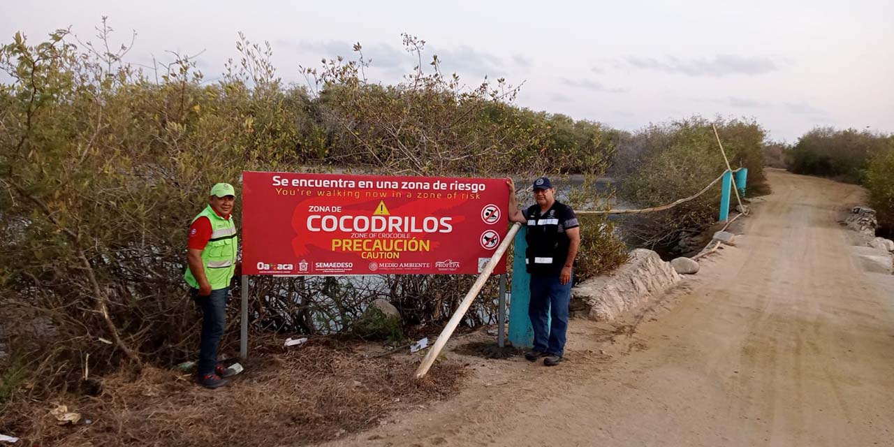 Alertan a pobladores y turistas por presencia de cocodrilos | El Imparcial de Oaxaca