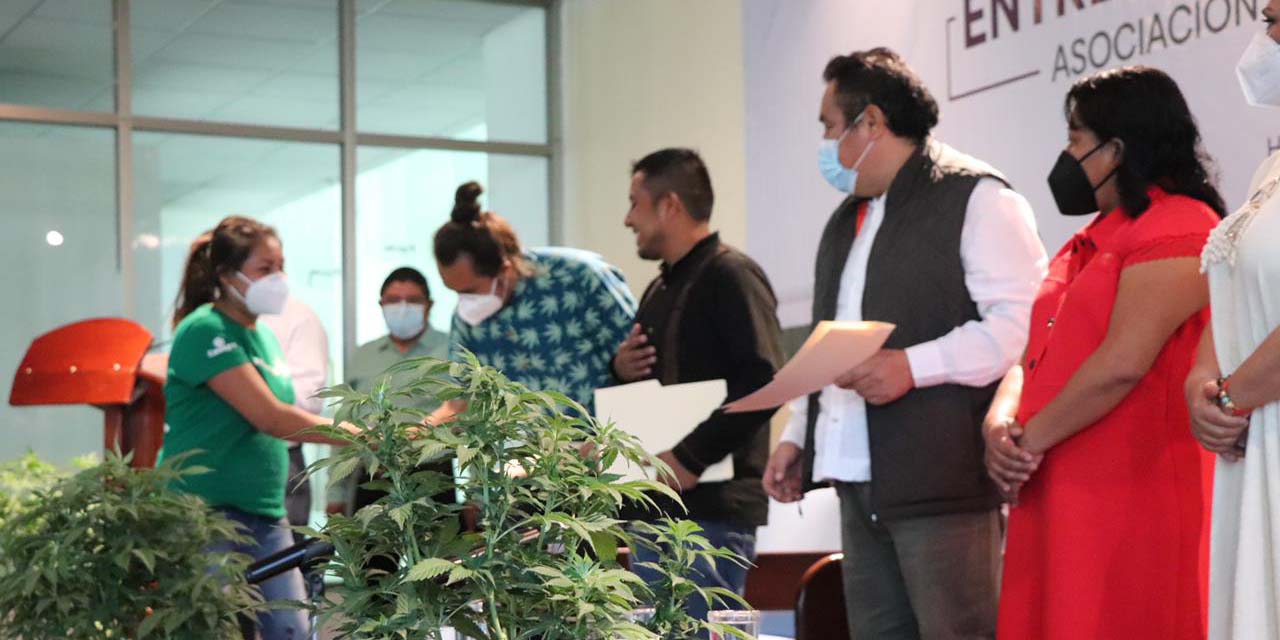Uso medicinal de cannabis: 26 organizaciones, con permiso | El Imparcial de Oaxaca