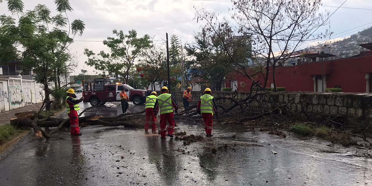 Incendios y árboles caídos movilizan servicios de emergencia | El Imparcial de Oaxaca