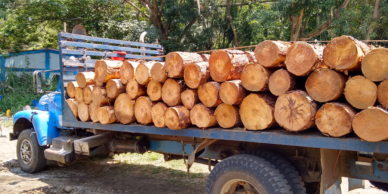 Sin respaldo ni datos, van legisladores contra tala ilegal | El Imparcial de Oaxaca