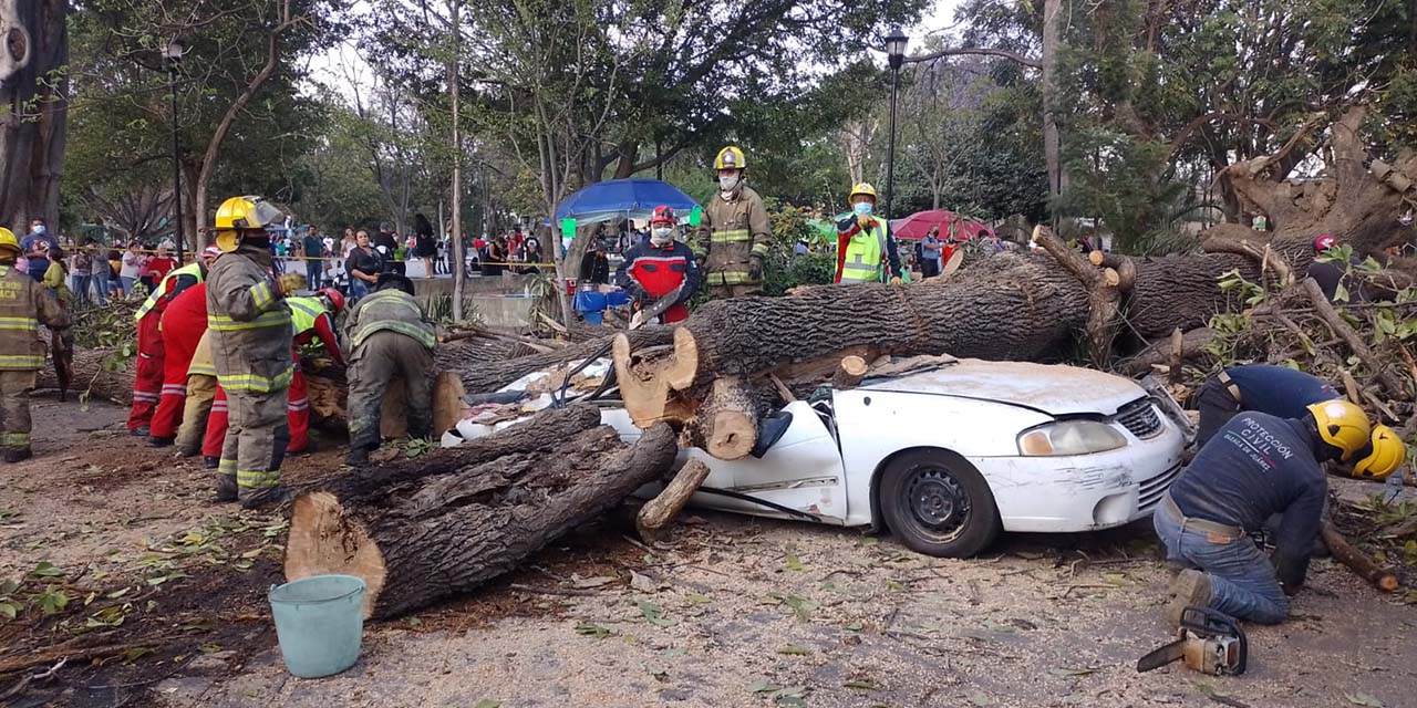 La caída de un gigante; árbol aplasta dos vehículos | El Imparcial de Oaxaca