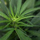 La Cámara Baja de Estados Unidos aprobó un proyecto de ley para despenalizar la marihuana a nivel federal