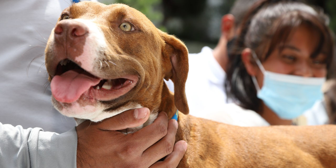 Abrazar a tu perro tiene efectos analgésicos, según estudio científico | El Imparcial de Oaxaca