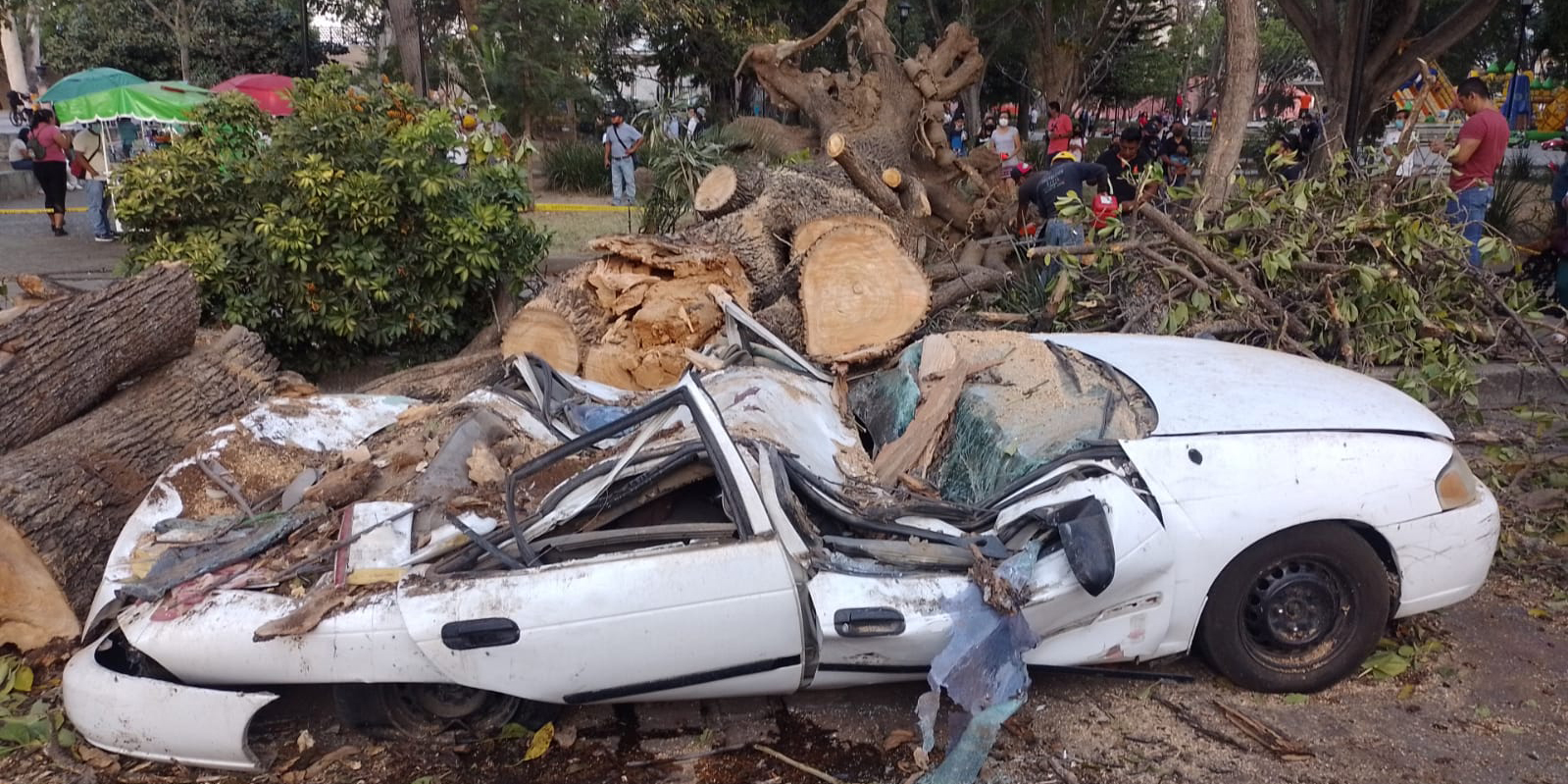 VIDEO: Cae árbol en El Llano sobre tres automóviles; no hay heridos | El Imparcial de Oaxaca