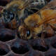 VÍDEO: Reportan un peligroso enjambre de abejas africanas en Oaxaca