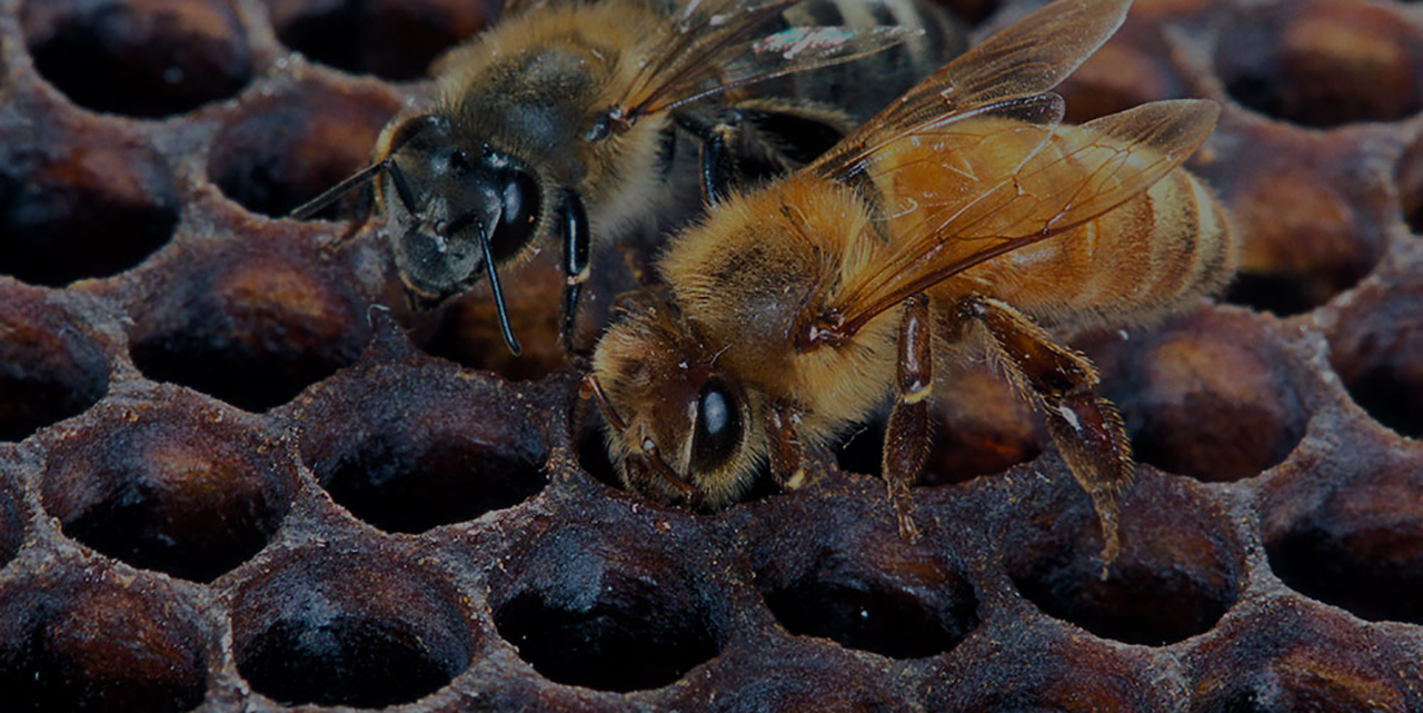 VÍDEO: Reportan un peligroso enjambre de abejas africanas en Oaxaca | El Imparcial de Oaxaca