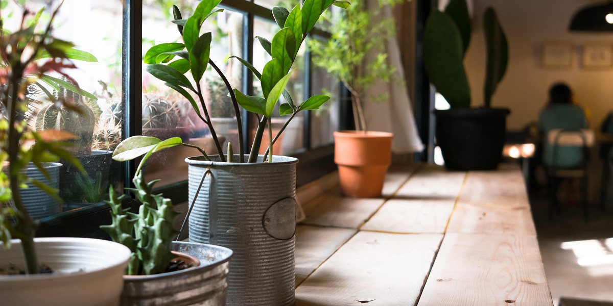 Usa estas plantas para refrescar tu casa duarante esta época de calor | El Imparcial de Oaxaca
