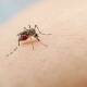 Asignan un deceso por dengue a Oaxaca
