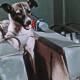 La historia de Laika, la perrita que viajó al espacio en la nave Sputnik 2