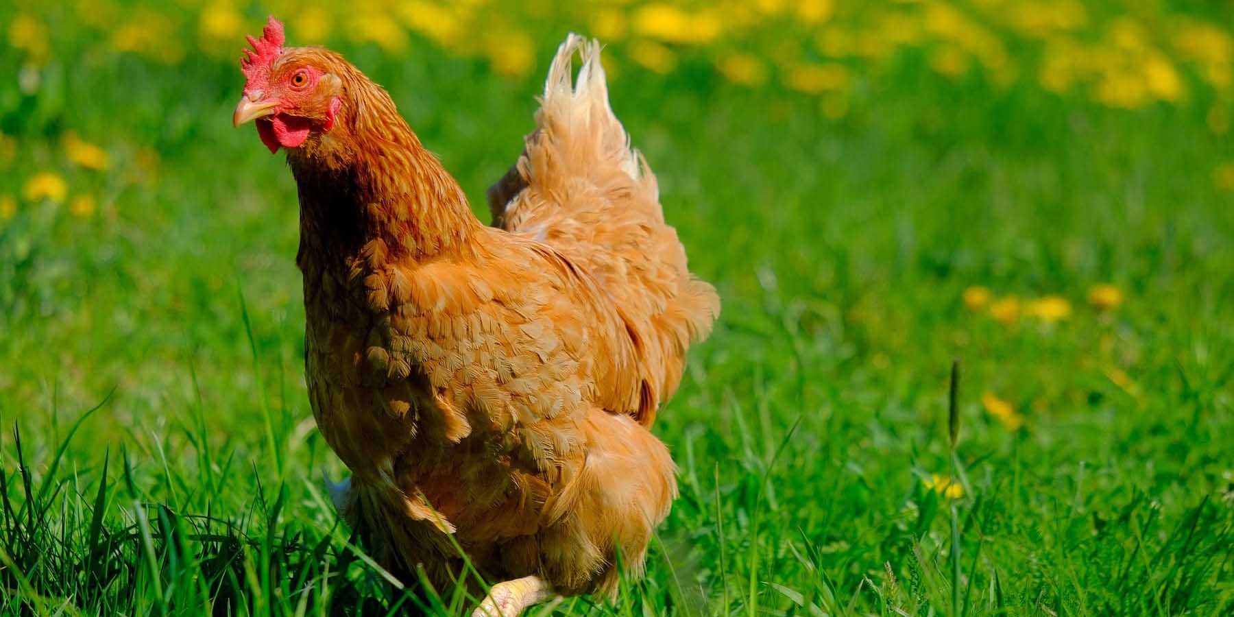 Esta iniciativa evalúa políticas de bienestar animal para gallinas en industria alimentaria | El Imparcial de Oaxaca