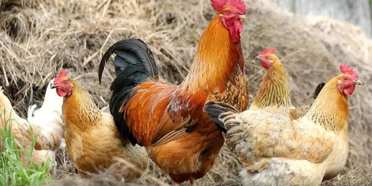 ¿Otra gripa más? primer caso de gripe aviar H3N8 en humanos | El Imparcial de Oaxaca