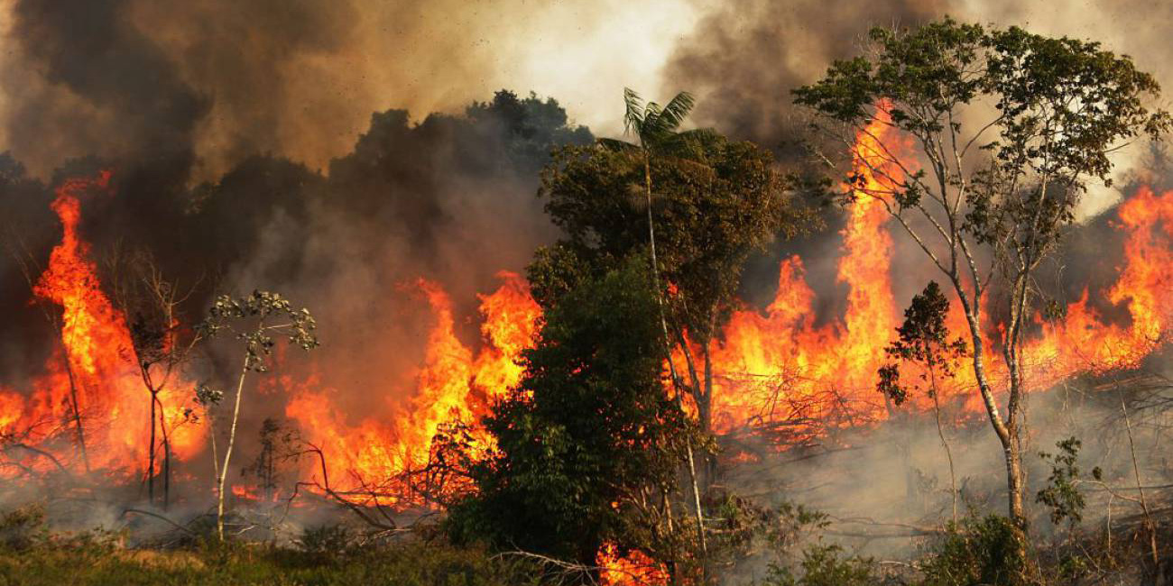 “La deforestación en América Latina tiene más que todo una causa humana” | El Imparcial de Oaxaca