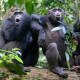 Miles de grabaciones de chimpancés revelan “lenguaje” oculto con vocalizaciones complejas