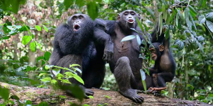 Miles de grabaciones de chimpancés revelan “lenguaje” oculto con vocalizaciones complejas | El Imparcial de Oaxaca