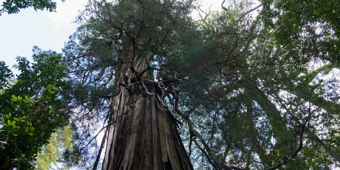 El árbol más antiguo del mundo podría estar muriendo | El Imparcial de Oaxaca