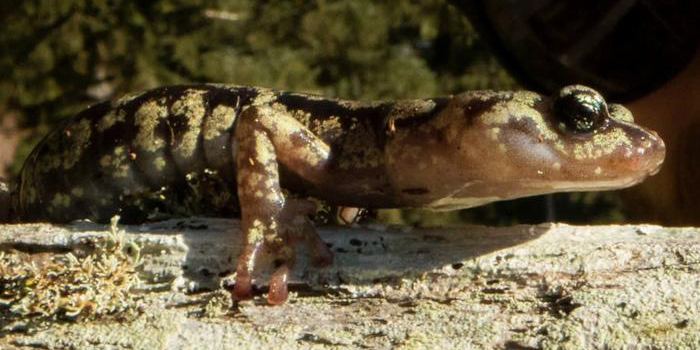 Investigadores descubren salamandras paracaidistas en California | El Imparcial de Oaxaca