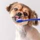 Cepillado de dientes, una necesidad para los perros