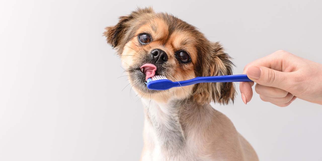 Cepillado de dientes, una necesidad para los perros | El Imparcial de Oaxaca
