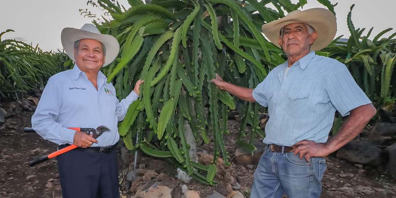 Especies endémicas, solución a problemas de la Mixteca | El Imparcial de Oaxaca