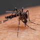 Crece el calor, aumenta el dengue; 48 casos en el año