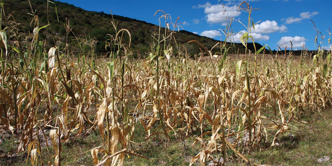 Clima afecta cultivos en 3,255 ha de Oaxaca | El Imparcial de Oaxaca