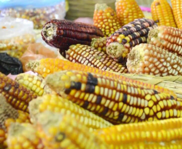 Repunta en 22.7% el precio del maíz
