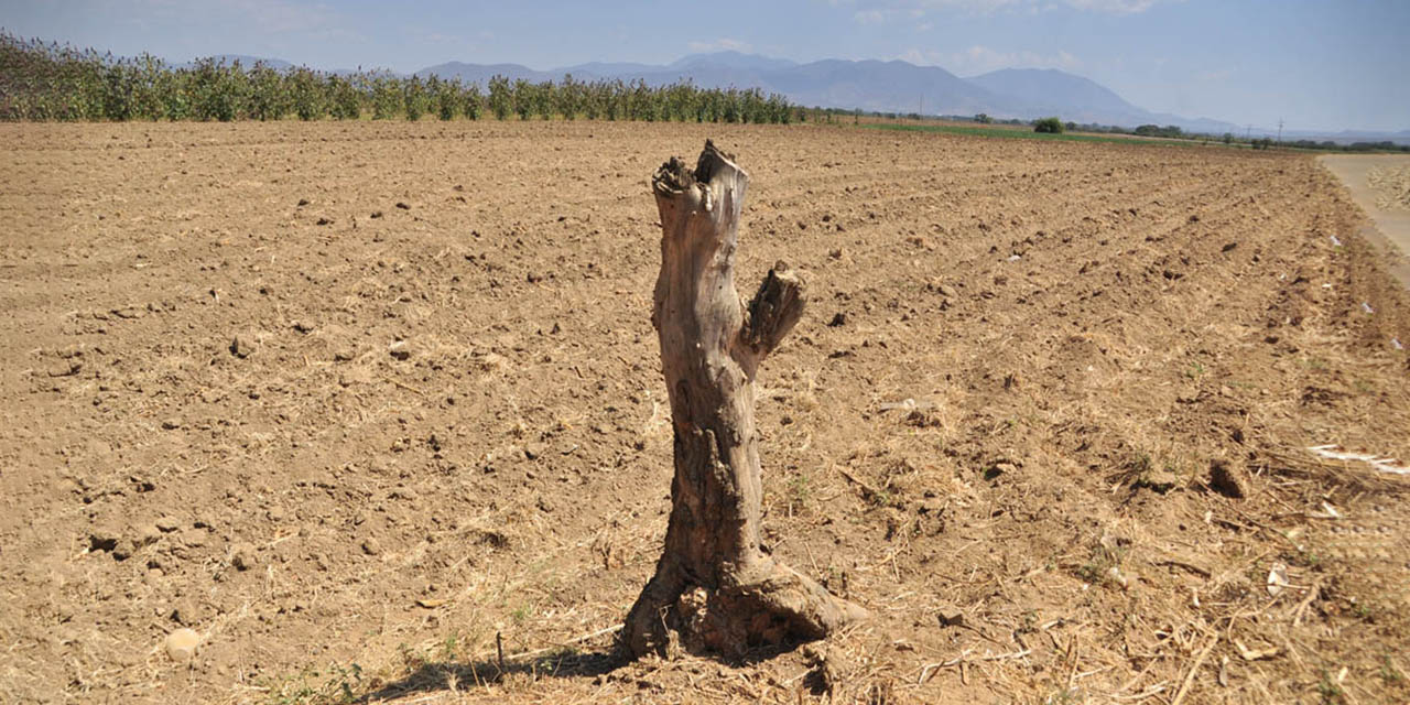 Con algún grado de sequía 116 municipios | El Imparcial de Oaxaca