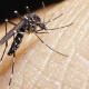En una semana, cuatro nuevos casos de dengue en Oaxaca