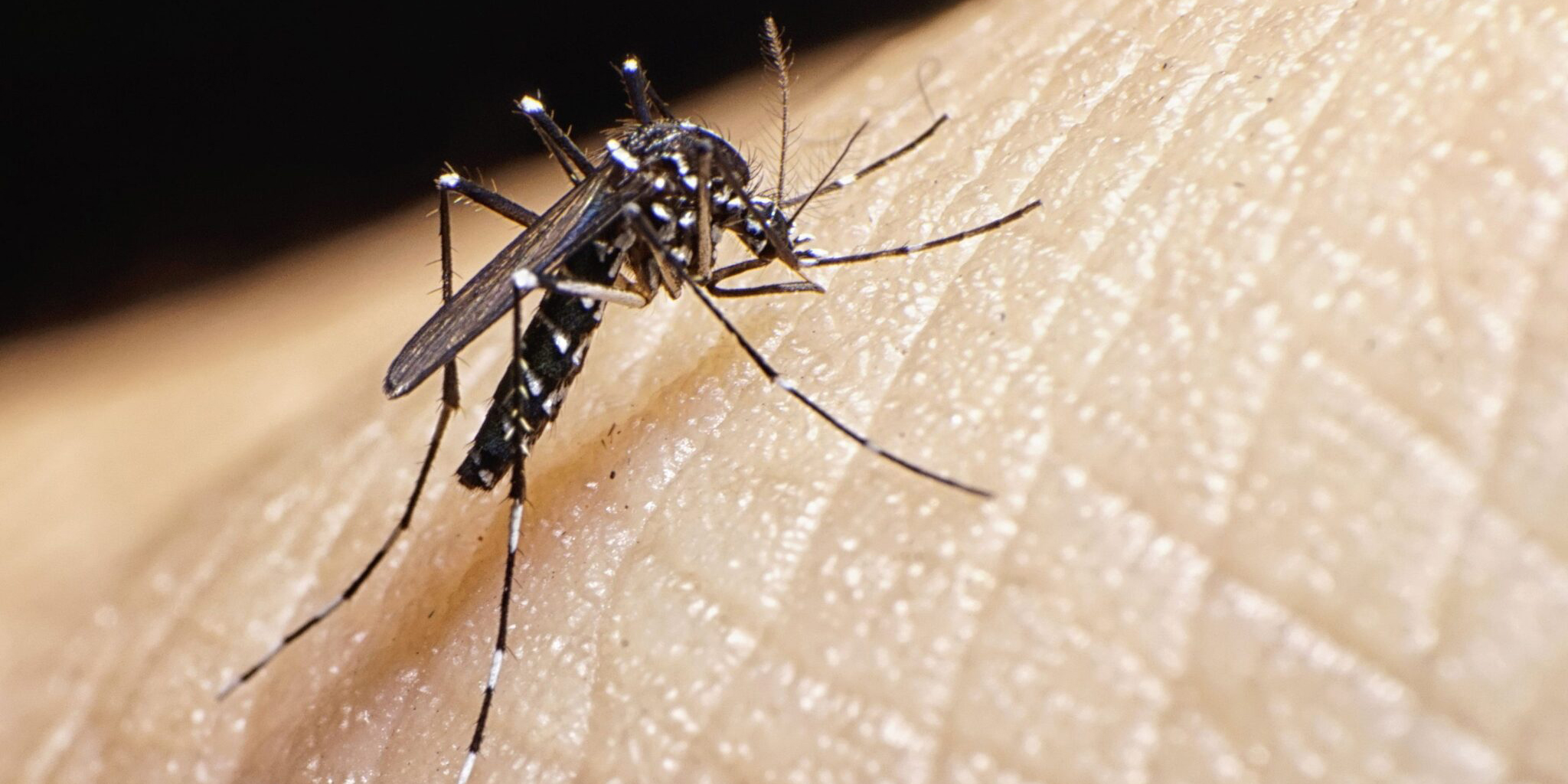 En una semana, cuatro nuevos casos de dengue en Oaxaca | El Imparcial de Oaxaca