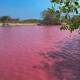 Aguas rosas de Las Salinas, nocivas para fauna de agua dulce