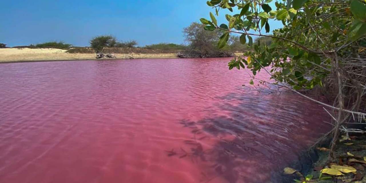 Aguas rosas de Las Salinas, nocivas para fauna de agua dulce | El Imparcial de Oaxaca