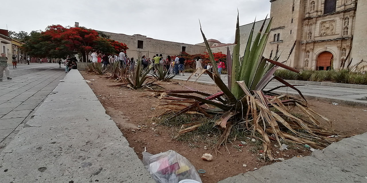 Jardineras del Centro Histórico, basureros; dañan los magueyes | El Imparcial de Oaxaca