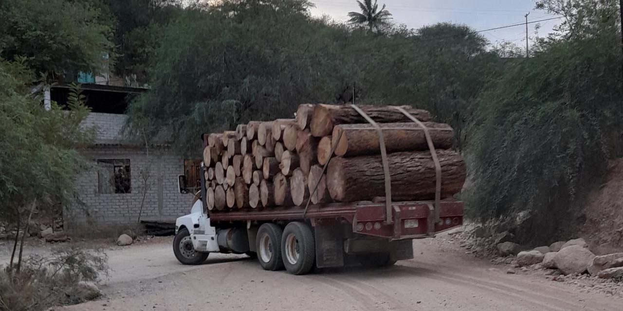 Urge regular tala de madera en la zona cuicateca | El Imparcial de Oaxaca