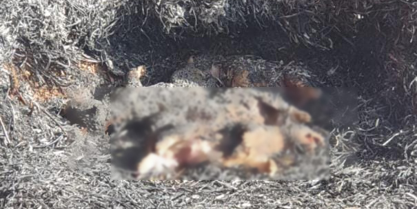 Queman vivos a 4 cachorros en Juxtlahuaca | El Imparcial de Oaxaca